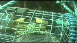 Shellfish Traps  The Inside Story 1998 [upl. by Hance]