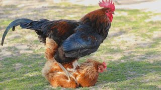 Amazing chickens mating compilation  Rooster breeding [upl. by Akemet599]