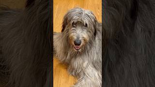 That’s a wolfhound for you… irishwolfhound [upl. by Eixela]