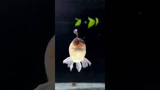 Oranda Goldfish Tank Some Random Clips from Day 1 [upl. by Pigeon]