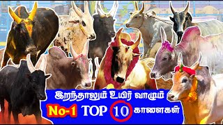 Top 10 இறந்தாலும் உயிர் வாழும் No 1 காளைகள்  pr appu pr kaari amoor sevali pkm kaari [upl. by Dnomzed]