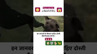 dog is very good 👍dostimohabbat viralvideo 💯💯 [upl. by Quinta546]