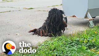 The Most Dramatic Rescue Dog Transformations  The Dodo [upl. by Pegma]