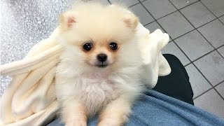 CUTEST PUPPY  Luna The 8 Week Old Pomeranian Puppy [upl. by Pierro]