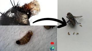 MOSCA  DOMÉSTICA E LARVA muscadomestica no Microscópio [upl. by Nea]