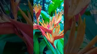 birds of paradise Heliconia psittacorum shortviralvideo nature flowers [upl. by Hogen718]