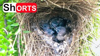 Hungry Chicks Play in Nest While Waiting for Parent – Whiterumped Munia Feed Baby Bird [upl. by Monahan]