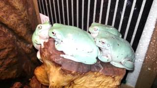 Whites tree frogs croaking on command [upl. by Oirramed]