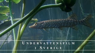 Snorkling i Smålands Sjöar [upl. by Dlanar610]