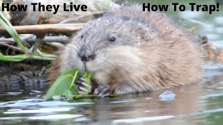 Muskrat Facts How They Live amp How To Trap [upl. by Ennazor]