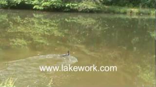 Loon in Georgia Pond Spring [upl. by Koressa]