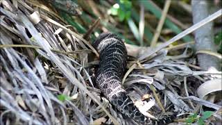 Yarará grande Bothrops alternatus [upl. by Martreb105]