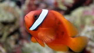 Amphiprion frenatus  Tomato clownfish  Клоун Томатный [upl. by Parris]