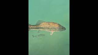 Swimming With The Big Sturgeon fish sturgeon bass [upl. by Thier]