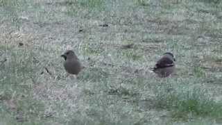 Hawfinch Coccothraustes coccothraustes Kernbeisser [upl. by Lillith535]