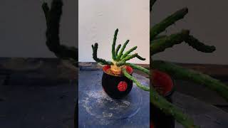 Euphorbia Inermis quotMedusaquot cactus bonsai suculentas crassula fyp parati [upl. by Bubalo]