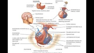 The Hypophyseal Portal System and Homones of the Hypothalamus [upl. by Nywg984]