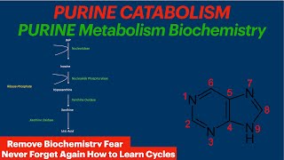 Purine Catabolism  Biochemistry Video  Uric Acid [upl. by Ppilihp]