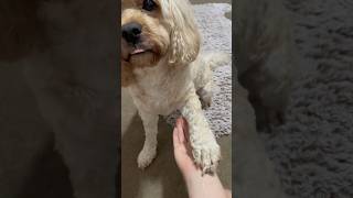 Teaching your dog paw tutorial chill dogtraining [upl. by Branca]