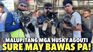 SUPER BIG DISCOUNT BA HANAP MO  GROTTO PET MARKET UPDATE  NOVEMBER 10 2024 [upl. by Alihet]