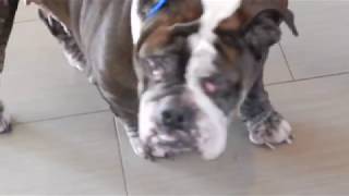 English Bulldog with Painfull Hip Dysplasia and ACL Tear at Dr Kraemer Vet4Bulldogcom [upl. by Laikeze990]