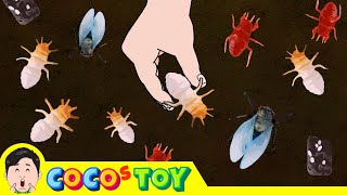 Lets raise cicada larvae in my flower pot｜Insect names for children｜CoCosToy [upl. by Peterman213]