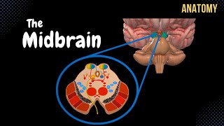 Mesencephalon Midbrain  External amp Internal structures  QUIZ  Anatomy [upl. by Eulalee434]