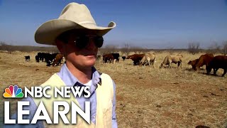 Cattle Ranching in the Texas Panhandle [upl. by Kiele]