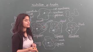 Nutrition in AmoebaNutrition in unicellular organisms [upl. by Samau279]