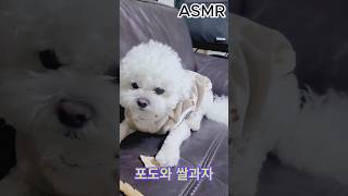 🩷침이 고이는 ASMR🩷 shorts 쫄보포도 [upl. by Idoux]