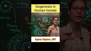 Process of Oogenesis in female csirnetlifescience [upl. by Ettenej621]