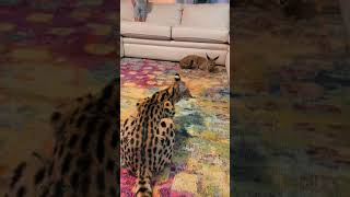 Serval vs Caracal Serval Hybrid kitten  Boys will be boys cat cats kitten floppa sogga [upl. by Anek]