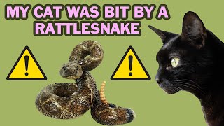 My Cat Got Bit By a Rattlesnake and Survived [upl. by Yenahpets976]