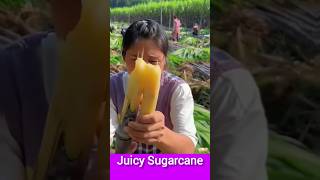 Juicy sugarcane farming sugarcance farm in China [upl. by Sunda]