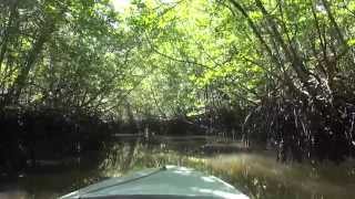 Bintan Mangrove Swamp Tour Bintan Island Indonesia [upl. by Townshend744]