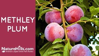 Methley Plum  NatureHillscom [upl. by Lzeil680]