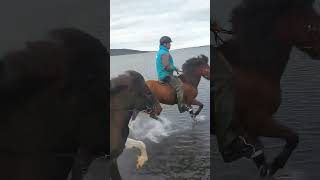 Incredible Horse Ride Across Lake  🇮🇸 🐴 iceland horses [upl. by Arbma]