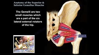 Anatomy Superior amp Inferior Gemellus Muscles  Everything You Need To Know  Dr Nabil Ebraheim [upl. by Nugesulo]