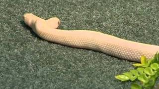 Twoheaded snake joins zoo [upl. by Male]