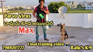 Parvo నీ సైతం జయించి Obedience training ఎలా చేస్తున్నాడో చూడండి BalusK9Dogtraining support [upl. by Cis]