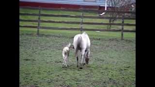 Appaloosa Foals Playing [upl. by Anneirb]