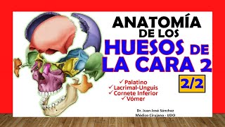 🥇 HUESOS DE LA CARA 22  Cornete Inferior Vomer Palatino Lacrimal [upl. by Liban]