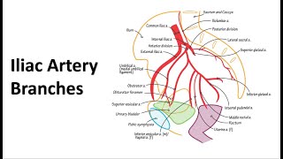 Pelvic Arteries Memory Tricks [upl. by Candless]