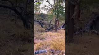 Hyena vs Hungry leopard animals wildlife shorts nature [upl. by Eppillihp]