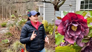 How To Trim Hellebores amp Adding Whimsical Garden Art [upl. by Naujuj]