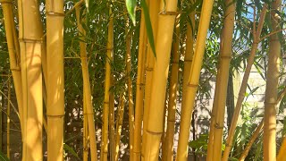 Phyllostachys vivax ‘Aureocaulis’ update  July 7th 2024 [upl. by Walczak]