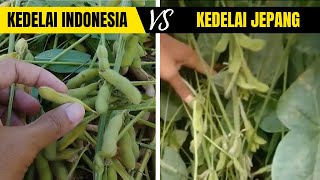 KEDELAI INDONESIA VS KEDELAI JEPANG KAMU PILIH YANG MANA [upl. by Akemot3]