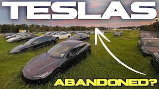 BrandNew Teslas Left in Overgrown Field Under the Florida Sun [upl. by Cissie725]