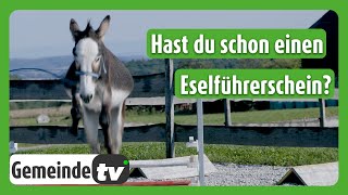 Vom Eselwandern zum Hobby Horsing [upl. by Tocs530]