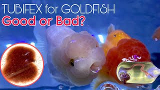 How to Feed Your Goldfish TUBIFEX Good or Bad 🤔 [upl. by Eigla]